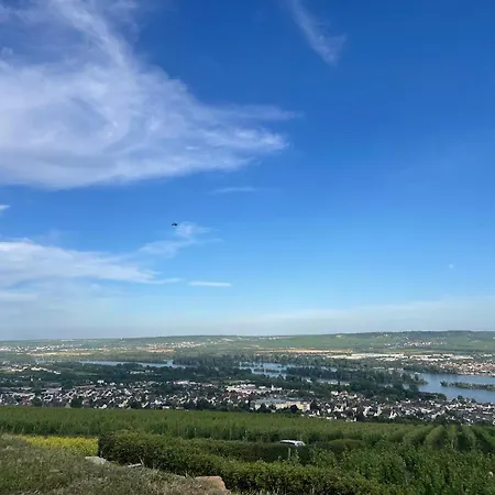 Grosse Direkt An Den Weinbergen 吕德斯海姆